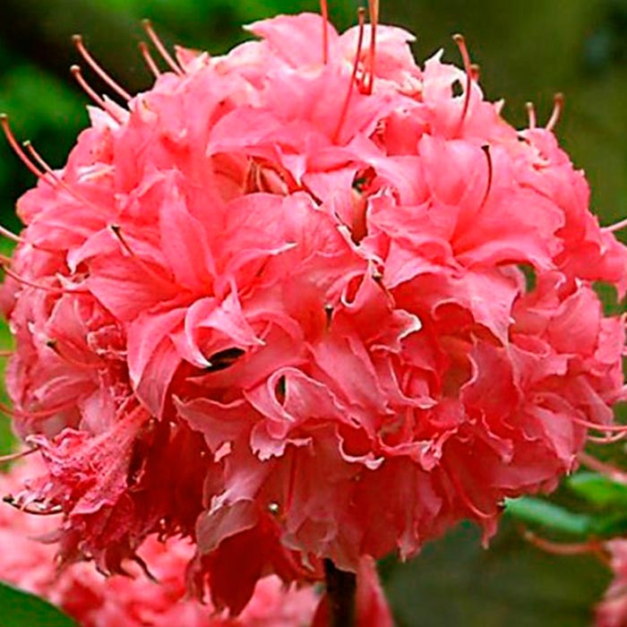 Азалия гибридная Хоумбаш c5 