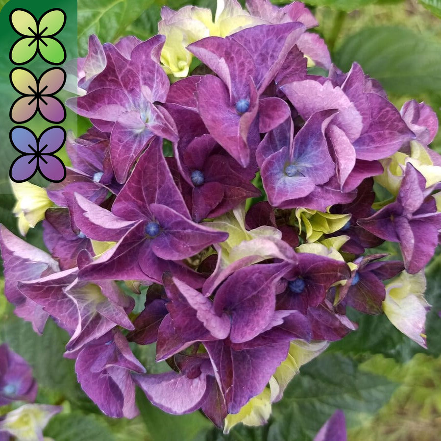 Гортензия крупнолистная Леди Мата Хари v5 Tim 