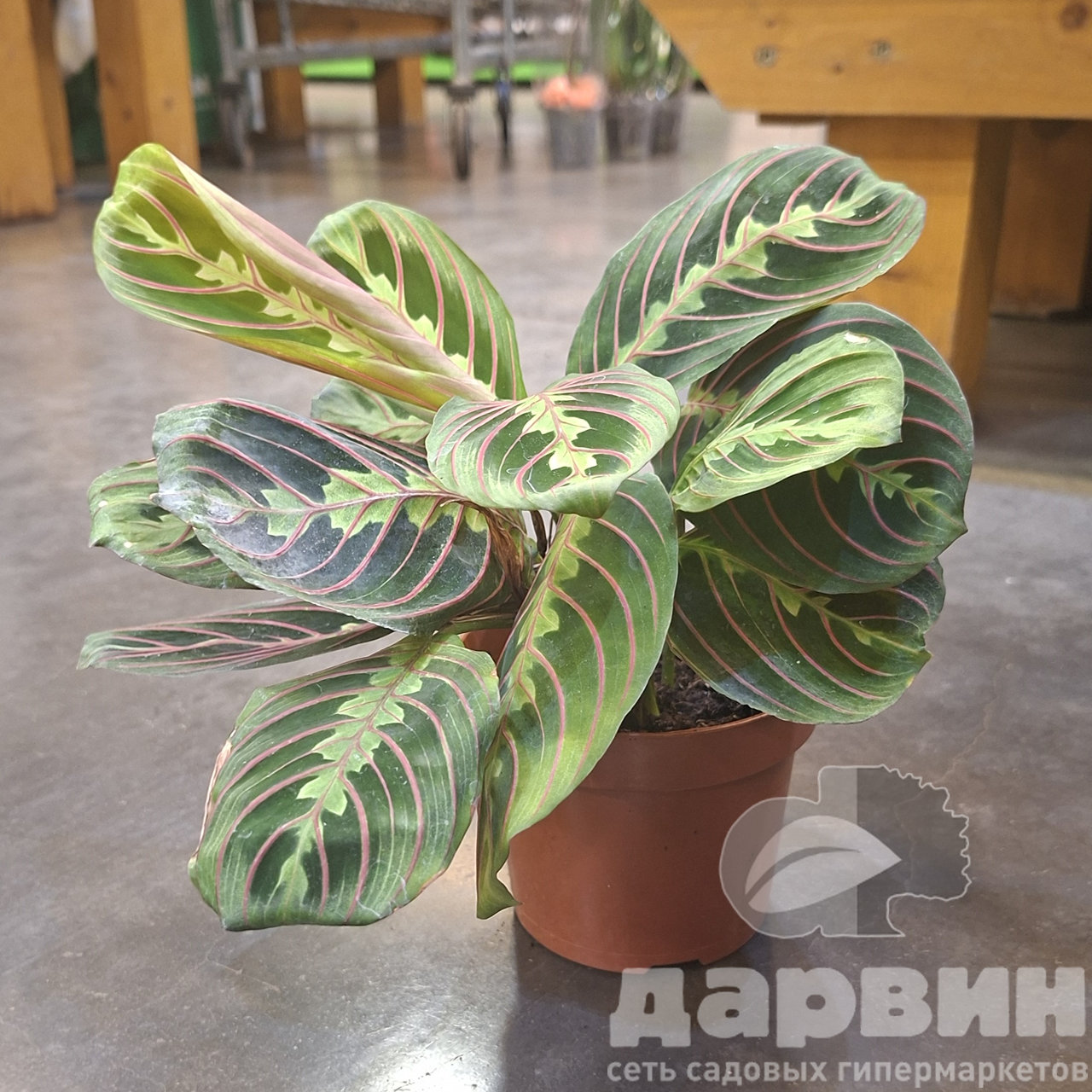 Маранта Фасцинатор триколор d12 h40 