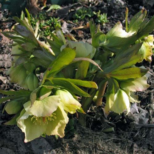 Морозник в асс. Р9 