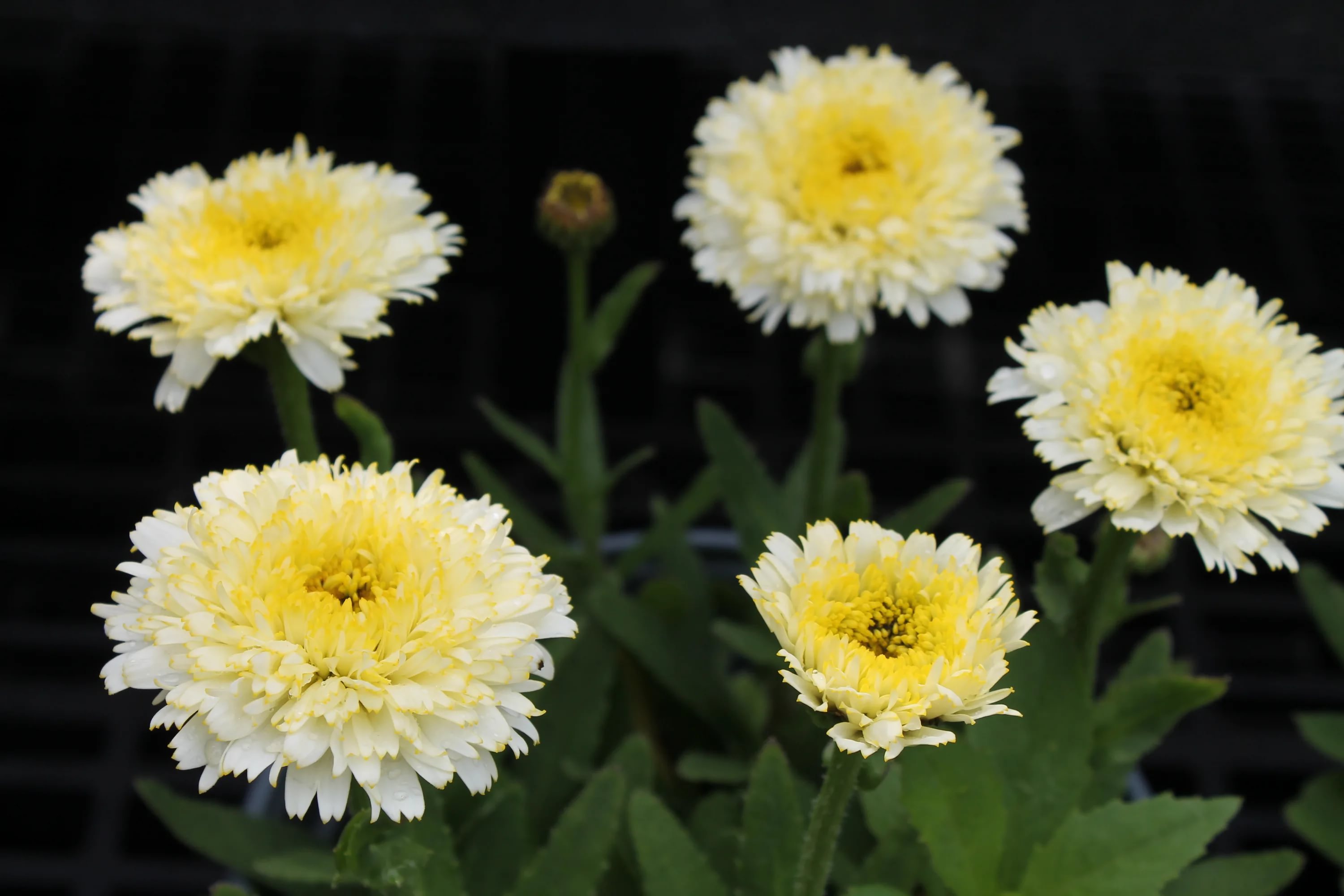 Нивянник великолепный Макарун v2 Tim 