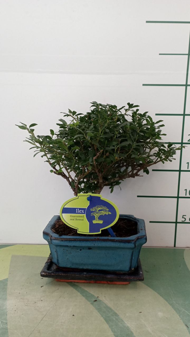 Бонсай микс в керамике d15 