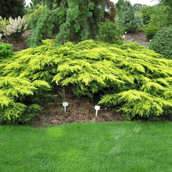 Можжевельник средний Даубс Фростед v2 Lav по цене  Можжевельник средний Даубс Фростед v2 Lav