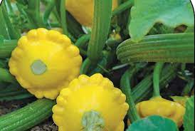 Рассада Патиссон Сани Делайт p9 Tim по цене  Рассада Патиссон Сани Делайт p9 Tim