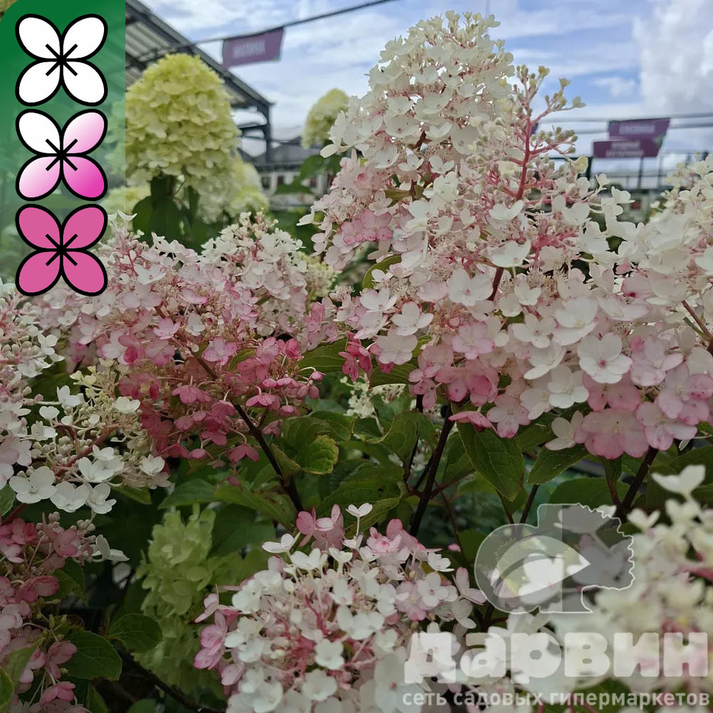 Гортензия метельчатая Литтл Блоссом C15, 30-50 YP 