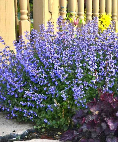 Котовник кистевидный Селект, Select,d12,XP 