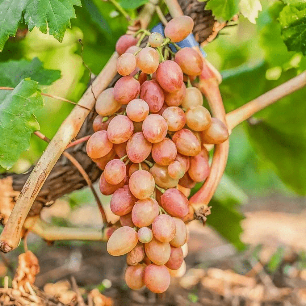 Виноград Кишмиш Лучистый роз. в коробке Tim 