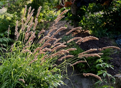 Корневище Перловник высокий Ред Спайр I 1шт Поиск 