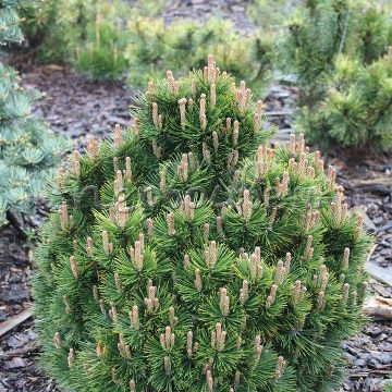 Сосна горная Леуколайк v25 Lav 