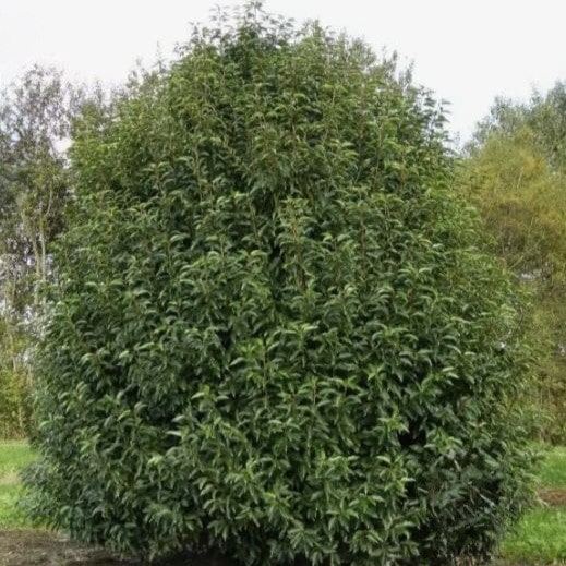 Лавровишня Ангустифолиа v2 Lav 