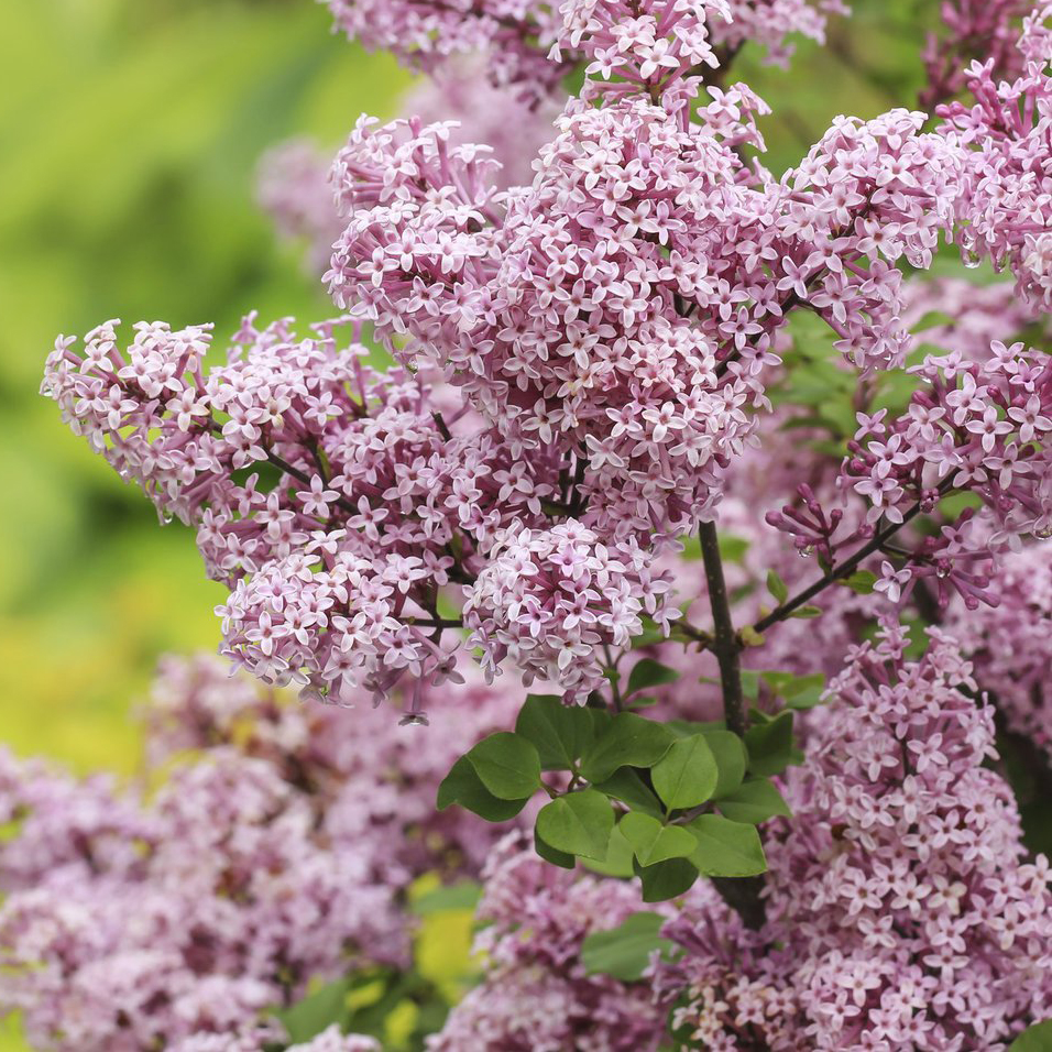 Сирень мейера Палибин P22 h50-60 Tw5 