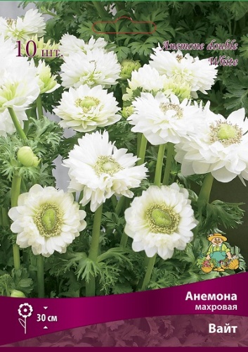 Клубень Анемона корончатая Сент Бриджид Маунт Эверест 5/6 10шт Поиск 