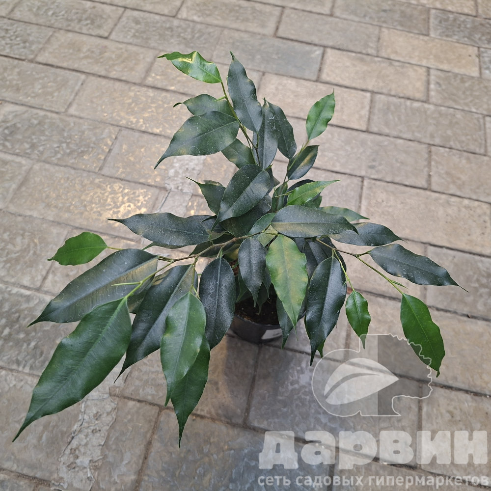 Фикус Бенджамина Даниэль d12 ХР 