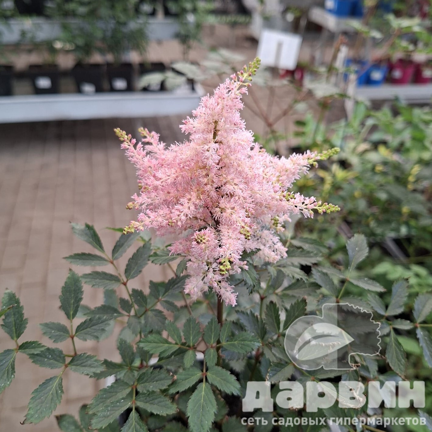 Астильба Юник Пинк v2 Tim 