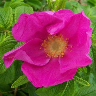 Роза морщинистая V2 Ег 