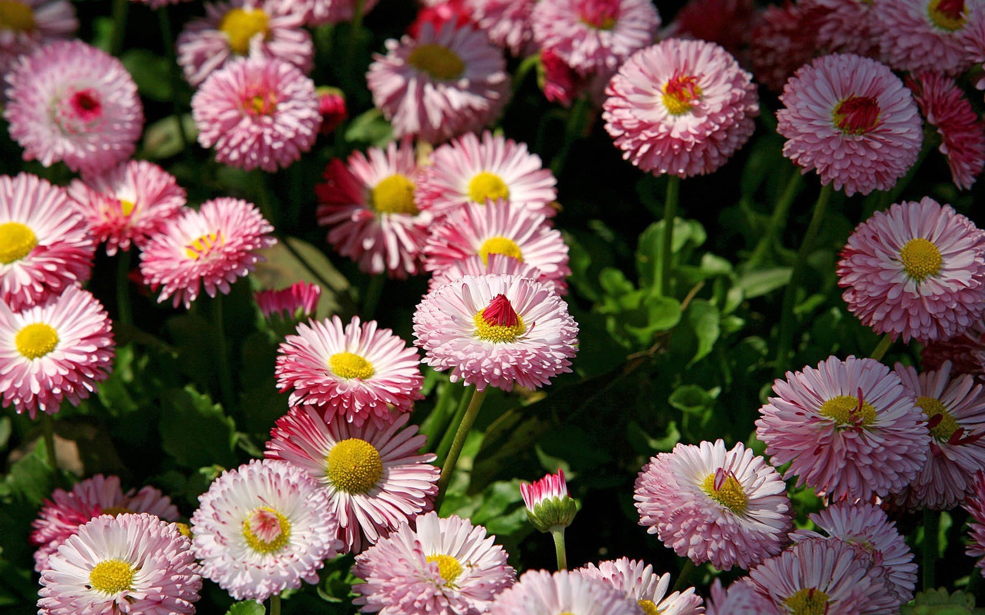 Маргаритки период цветения. Маргаритка многолетняя Bellis perennis. Маргаритка помпонная. Маргаритка Тассо микс. Маргаритка Speedstar.