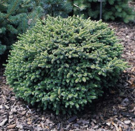 Ель сербская Пимоко C7.5 stam 50 cm Sch 