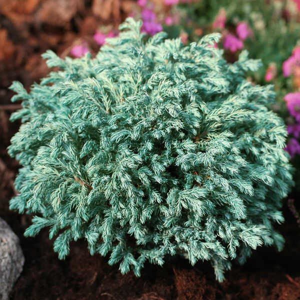 Кипарисовик горохоплодный Бэйби Блю v 3-5, Tim по цене  Кипарисовик горохоплодный Бэйби Блю v 3-5, Tim