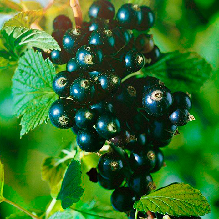 Смородина Ильинка, черная v2 