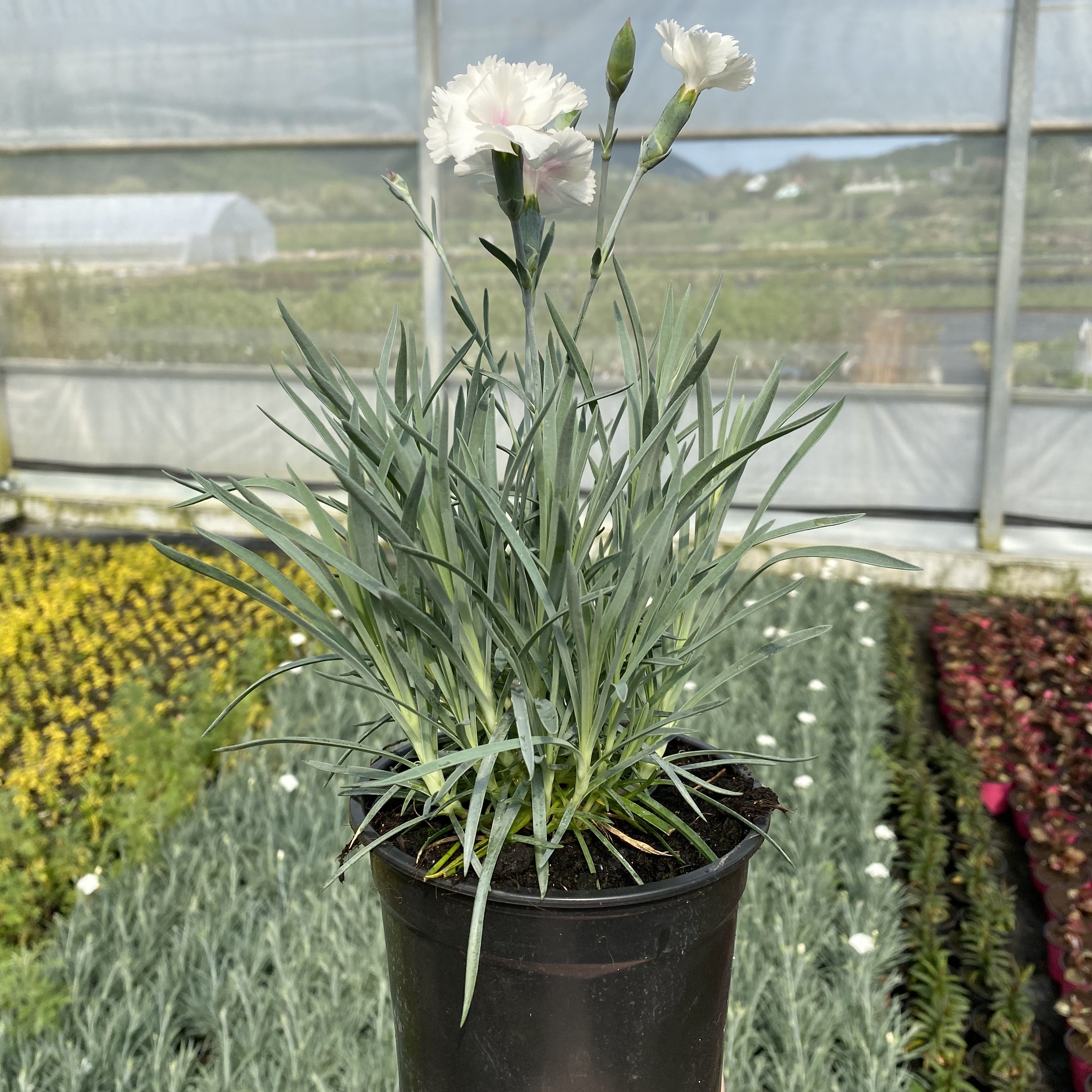 Гвоздика перистая Энджел оф Пьюрити d10 Lav 