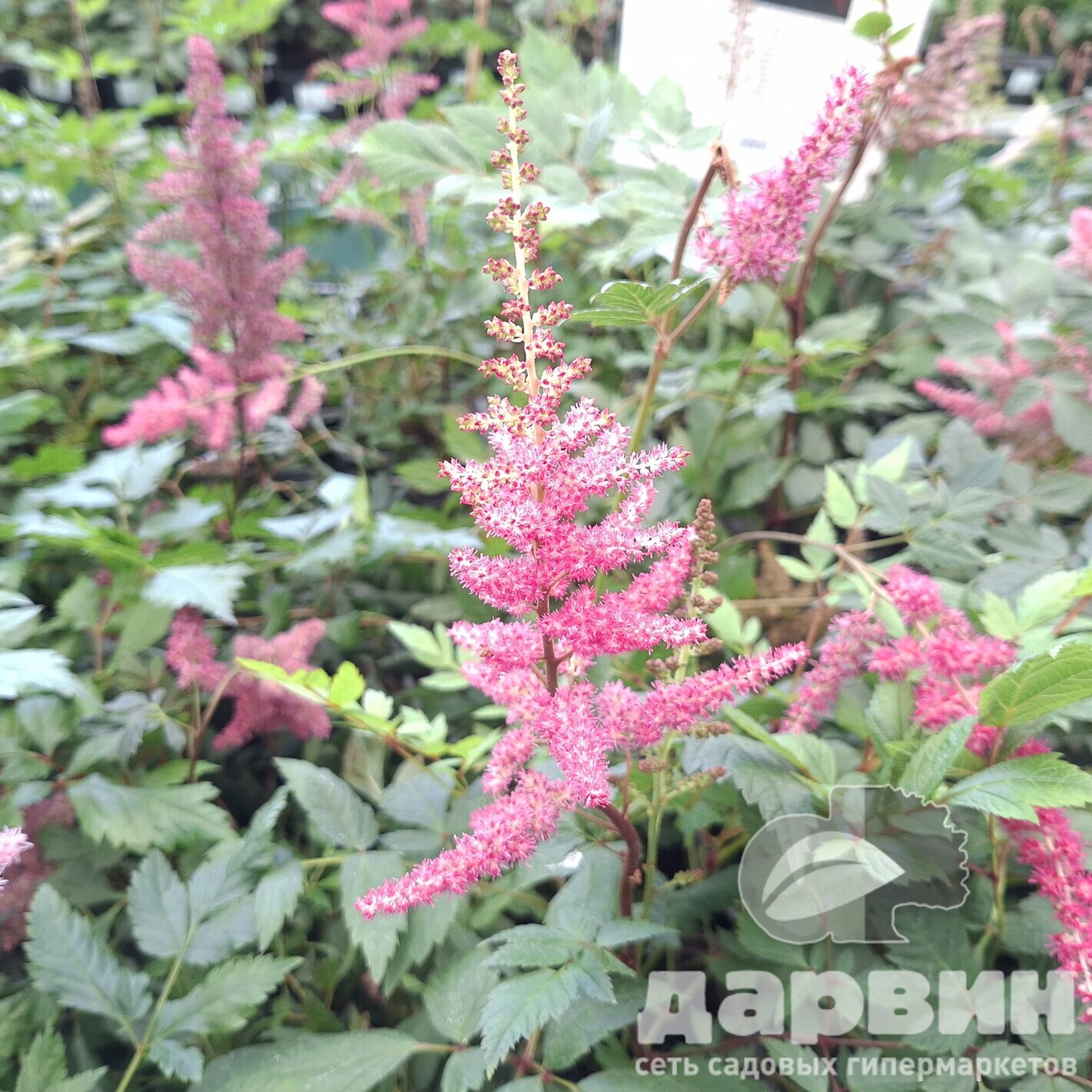 Астильба Гранат v2 Tim 