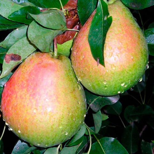 Груша Ириста С7,5 100-140 ЦО 