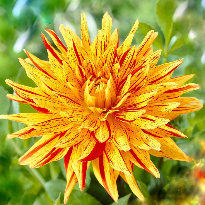 Клубень Георгина Вайнсом, 1шт/уп 