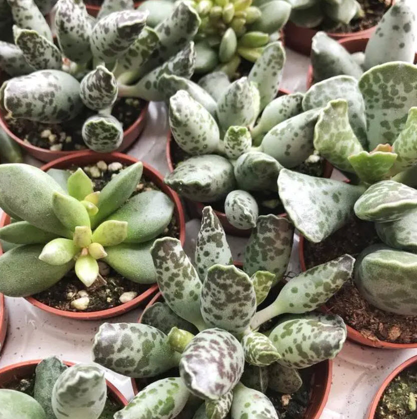 Адромискус микс d5 h8 