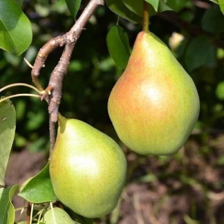 Груша Феерия поздн v7 100-140 Tim по цене  Груша Феерия поздн v7 100-140 Tim