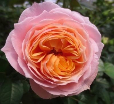 Роза чайно-гибридная Вувузела v5 Lav 