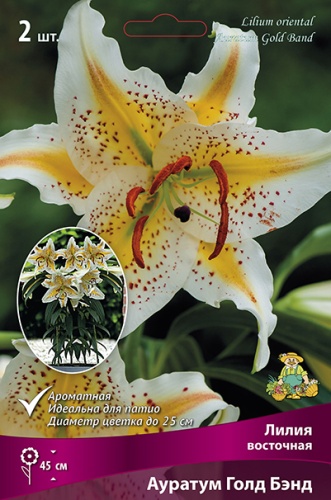 Луковица Лилия восточная Ауратум Голд Бэнд 1шт Поиск 