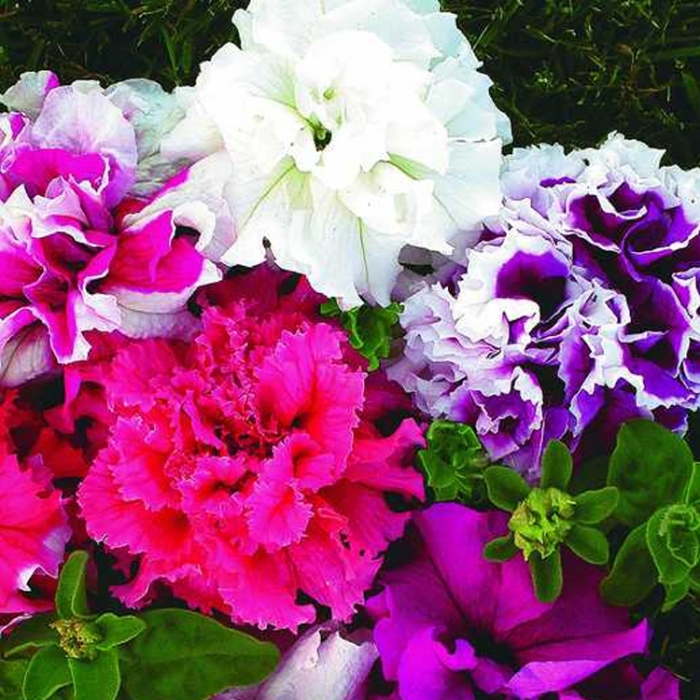 Петуния махровая Е10 