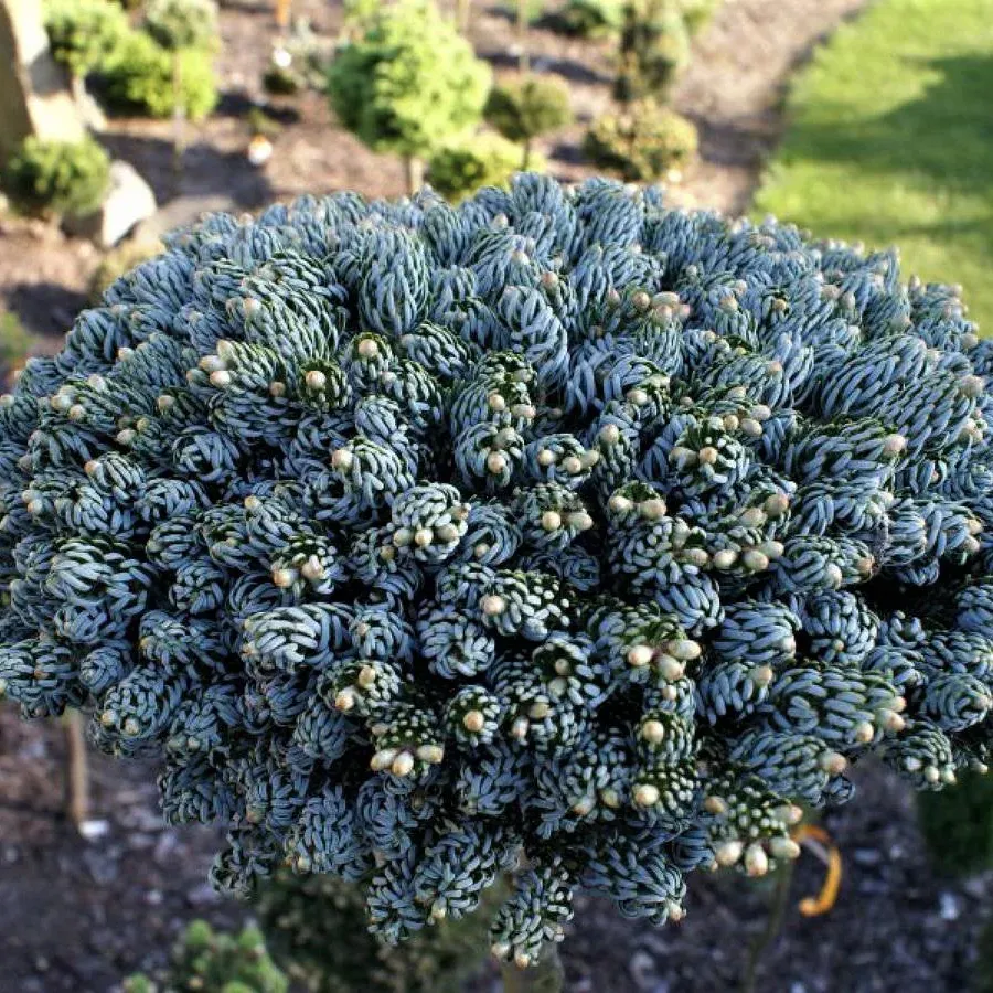 Пихта корейская Айсбрейкер v5 40см штамб 