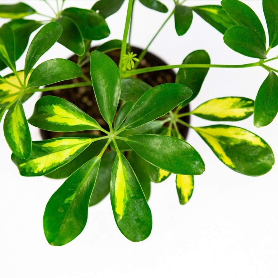 Шеффлера микс d13 h40 