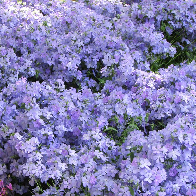 Флокс Блю Мун v2 Tim 