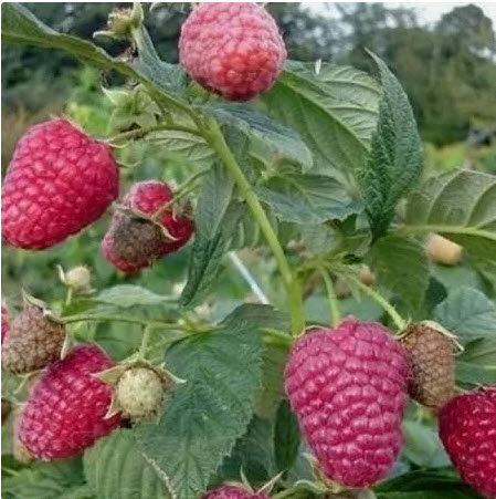 Малина ремонтантная Изобильная, красная v2 Tim по цене  Малина ремонтантная Изобильная, красная v2 Tim