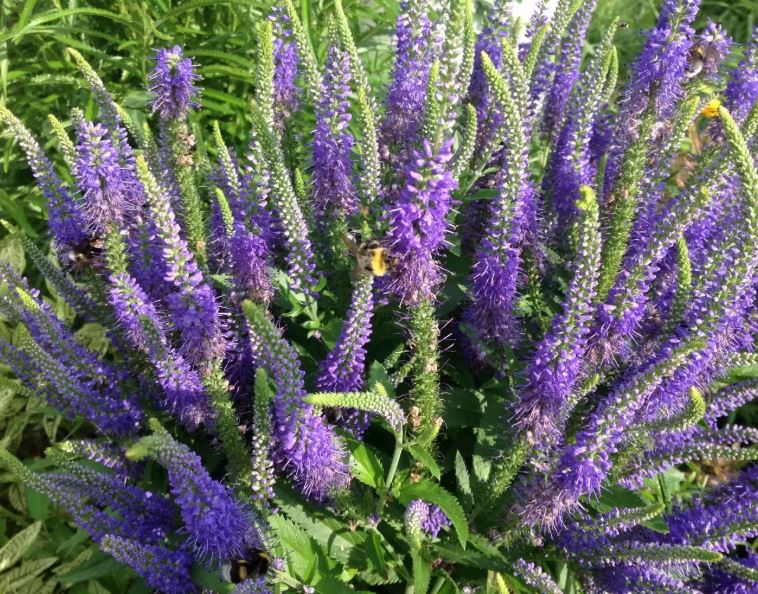 Вероника длиннолистная Блауризин, С2 ЦО 