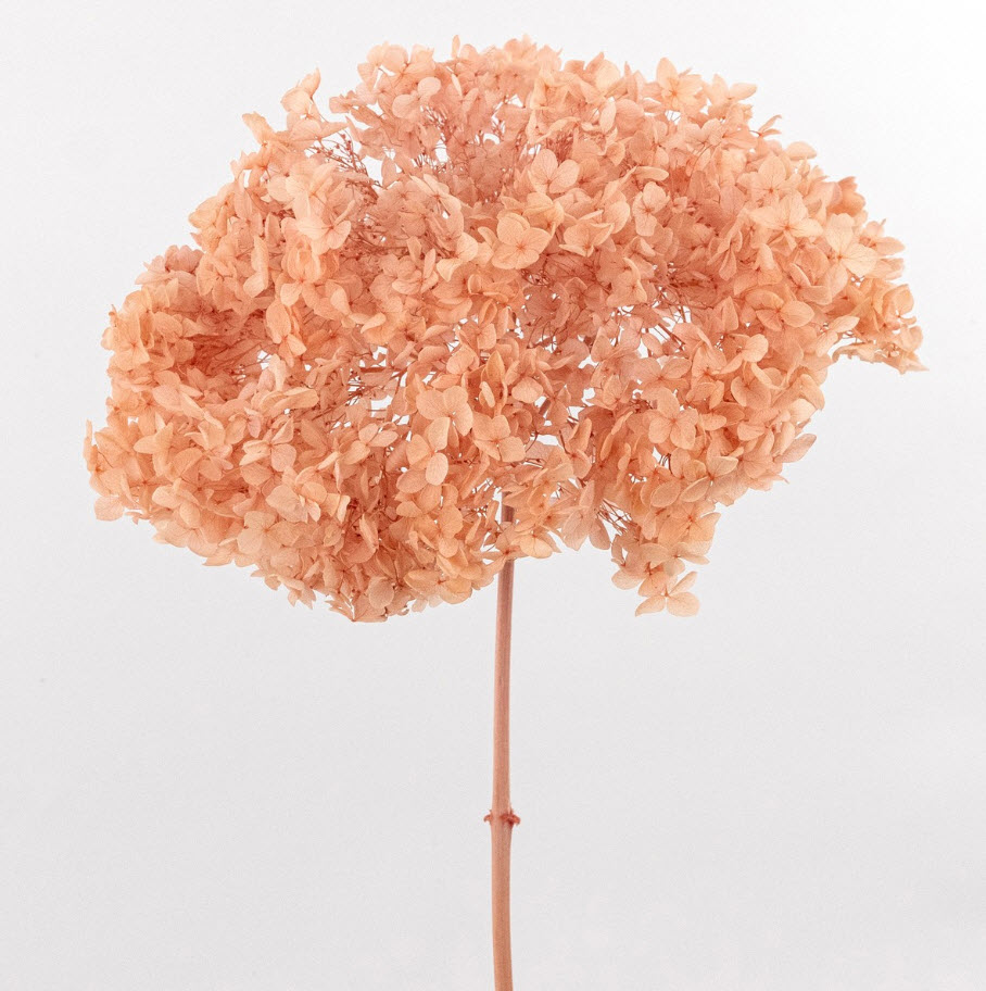 Сухоцветы Гортензия 60-65см, персиковый по цене 