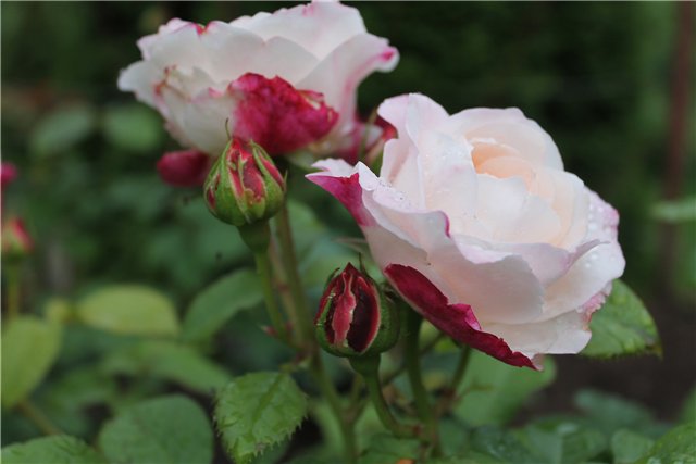 Роза полиантовая Элиан Кэт v7 Tim 