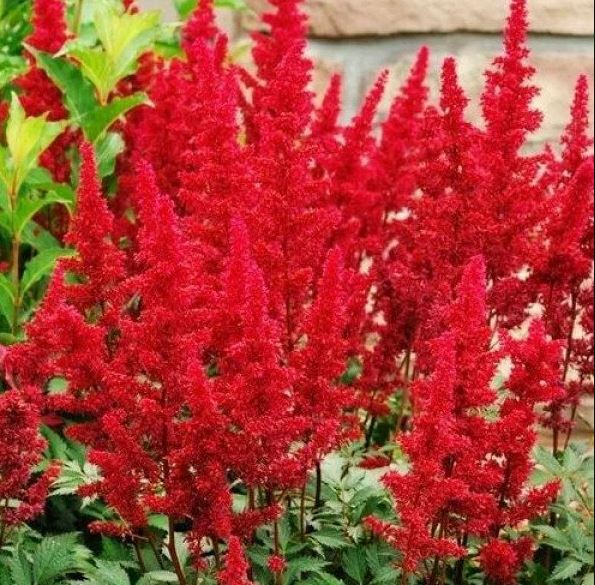 Астильба китайская Кардинал, С1,5 ЦО 