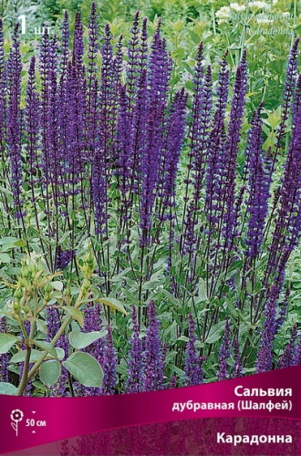 Сальвия дубравная (Шалфей) Карадонна I 1шт Поиск 
