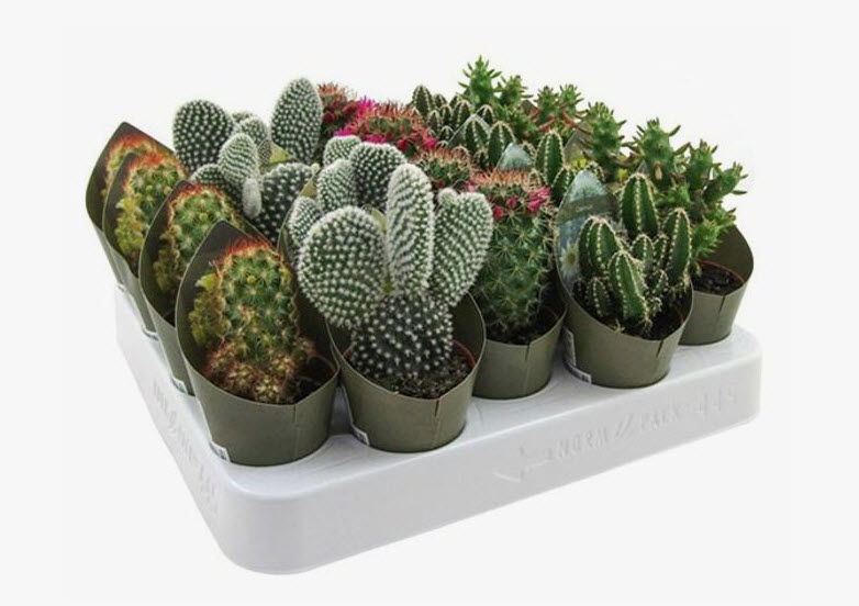 Кактус микс d5 h5 