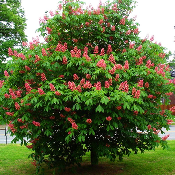 Каштан конский Бриотти 150-175, Tw 