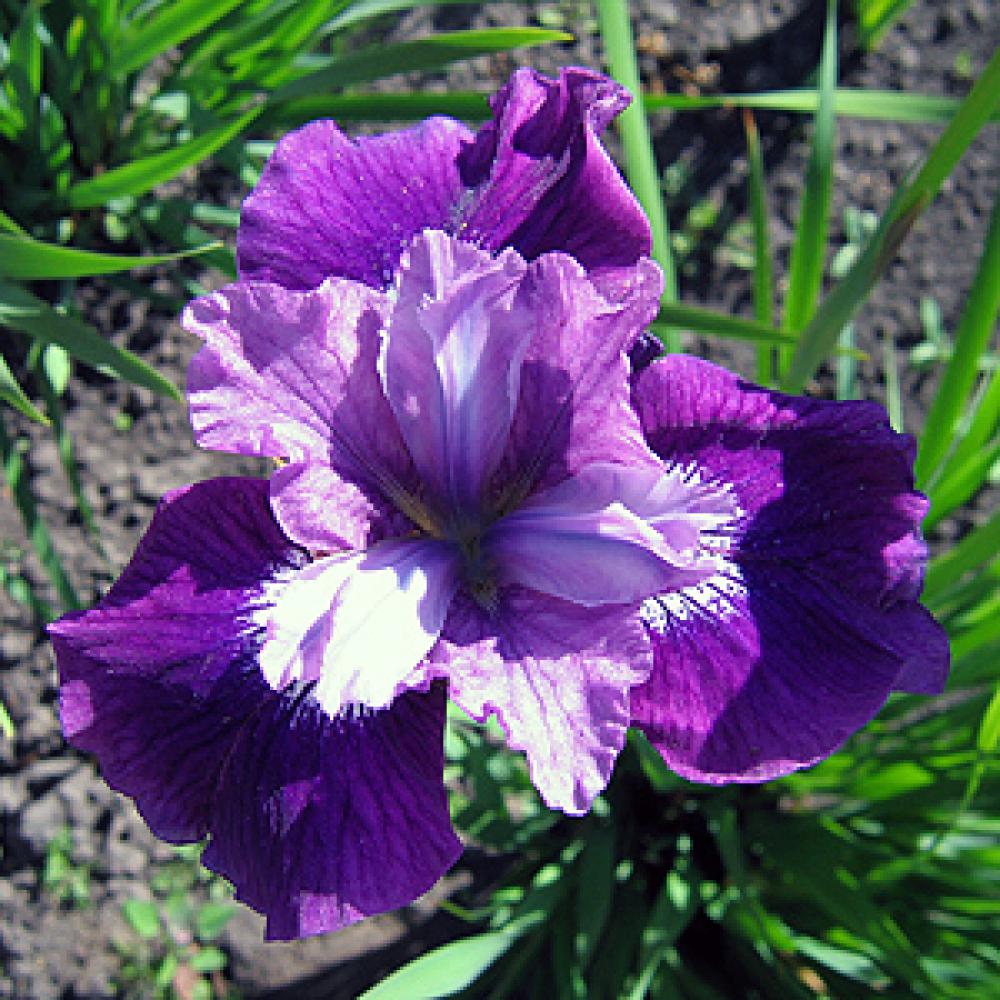 Корневище Ирис Сиберика Леди Ванесса, 1шт/уп 