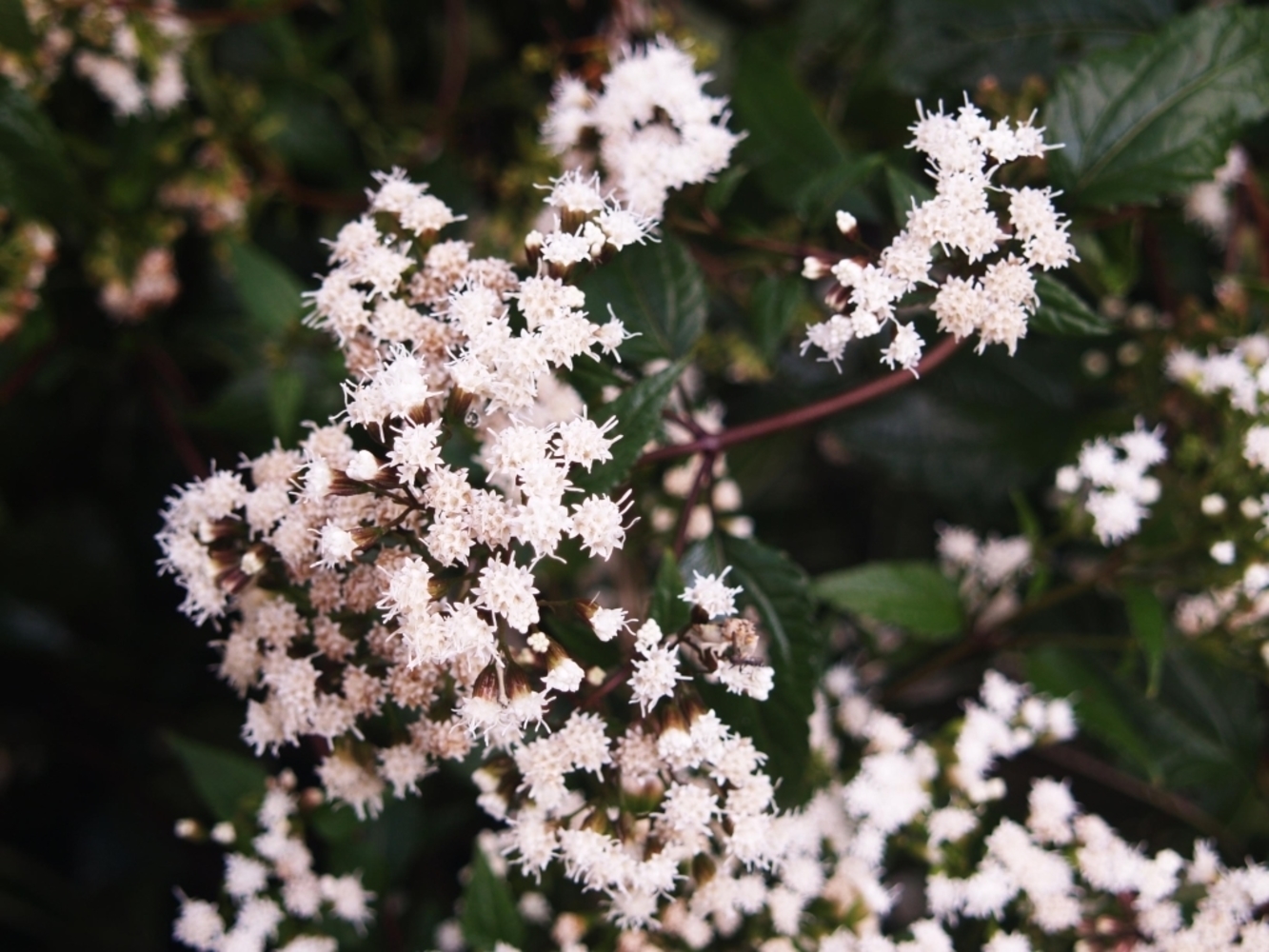 Посконник морщинистый Шоколад v2 Tim 