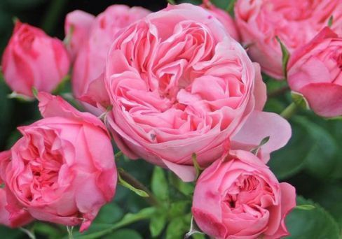 Роза флорибунда Канди Рококо v5 Lav 