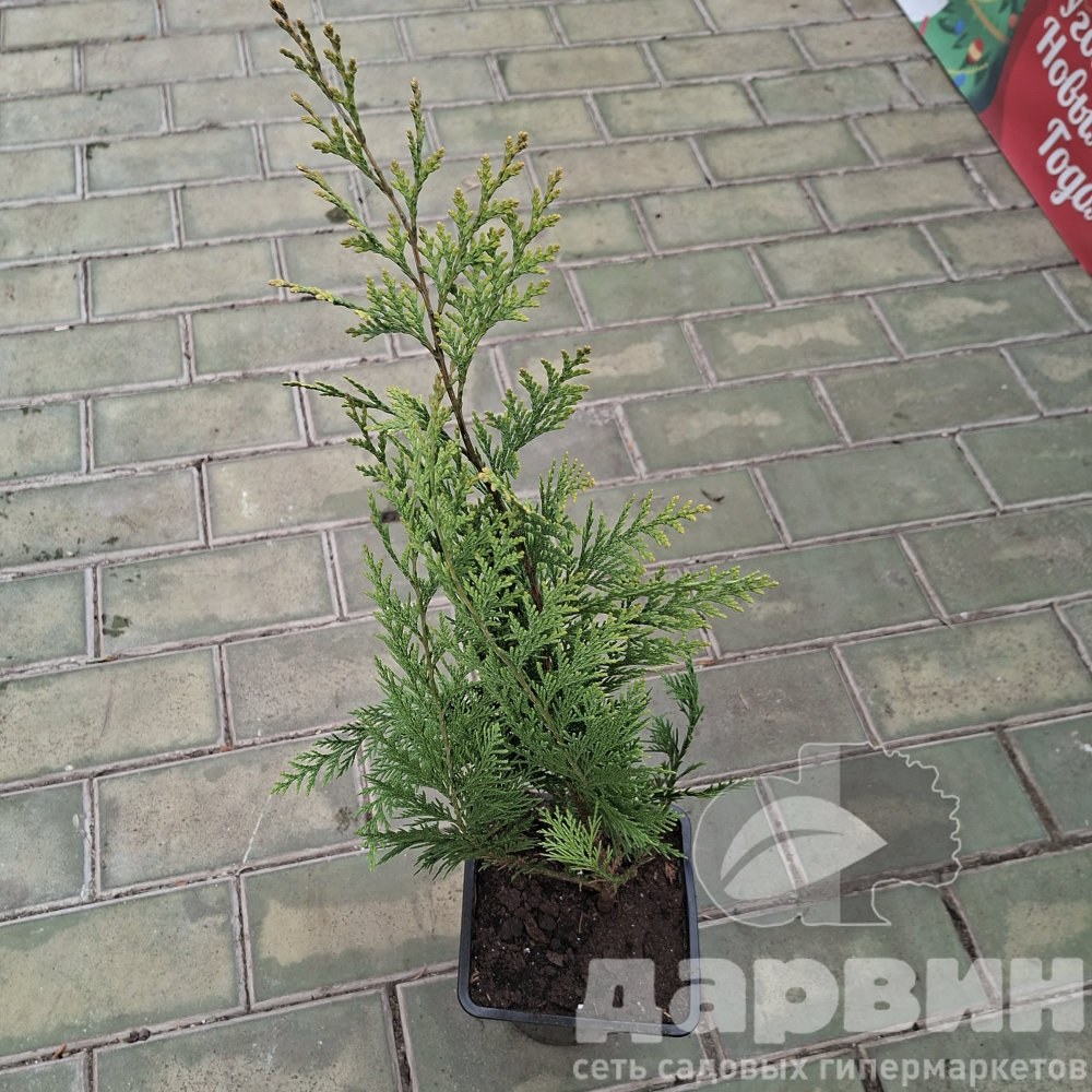 Кипарисовик лавсона Ивонна v2 Lav 