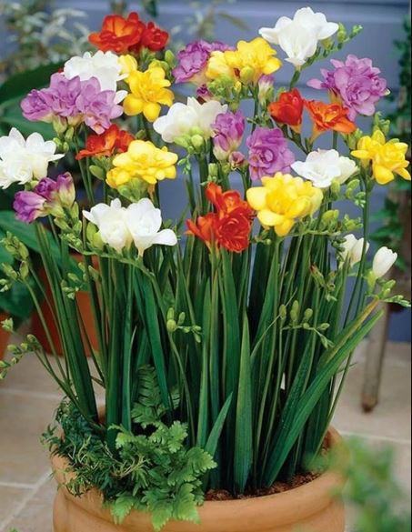 Луковица Фрезия дабл Микс 5-6 20шт 