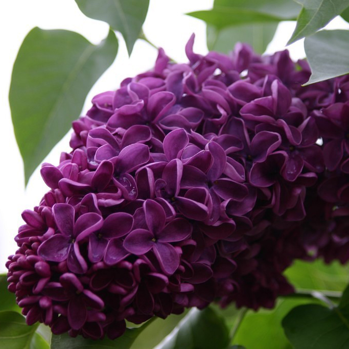 Сирень обыкновенная Маршал Жуков Tim 