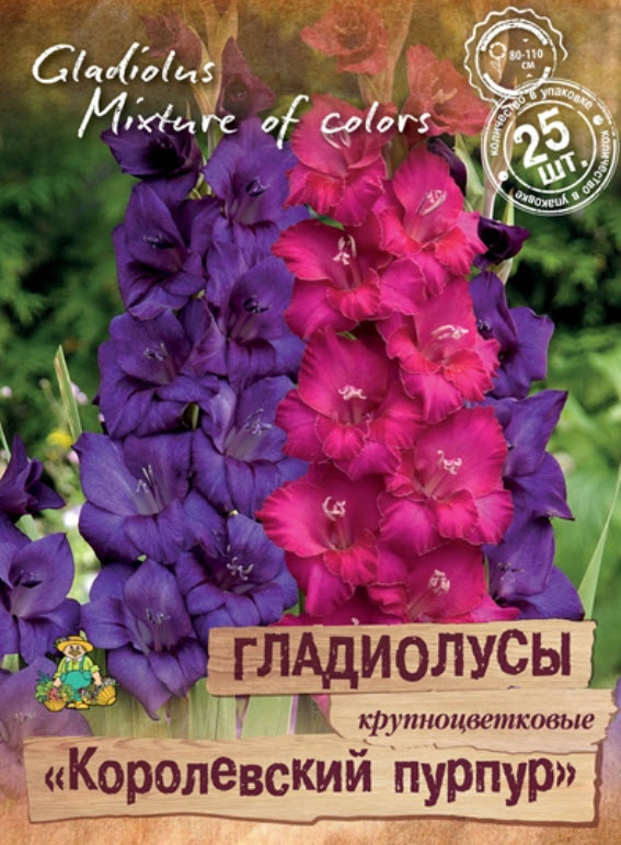 Луковица Гладиолус крупноцветковые Королевский пурпур 10/12 25шт. Поиск 